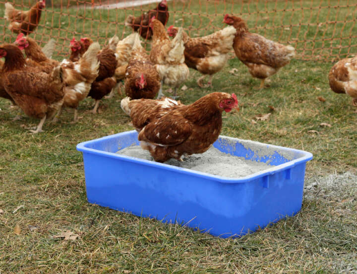 KERBL Universal-Kunststoffwanne